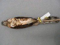 鳳頭蒼鷹藏品圖，第2張